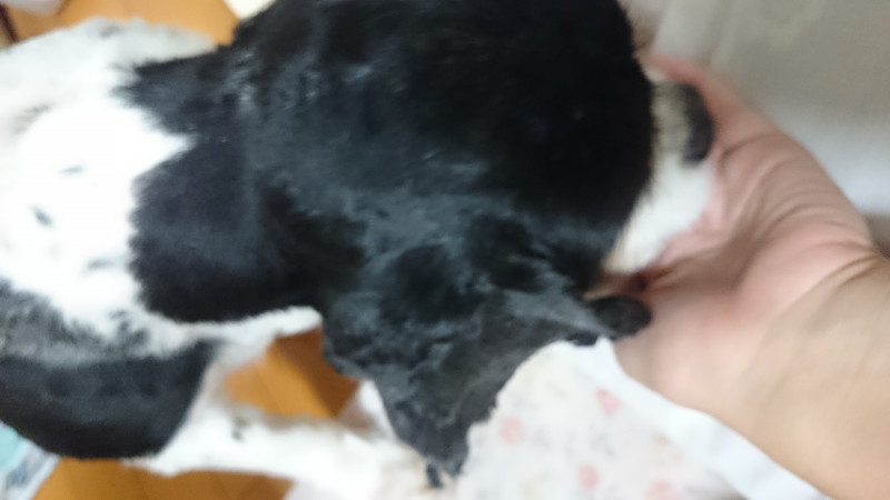 キャバリア