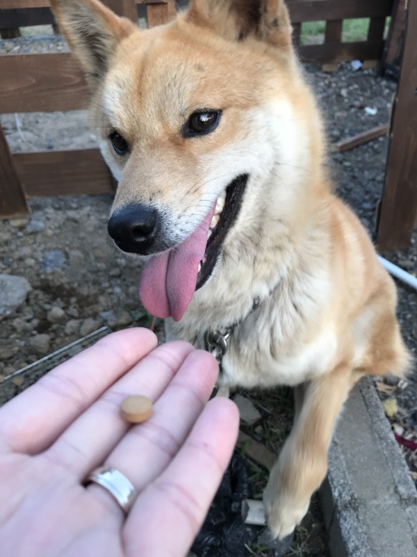 犬とｷﾝｸﾞｱｶﾞﾘｸｽ100
