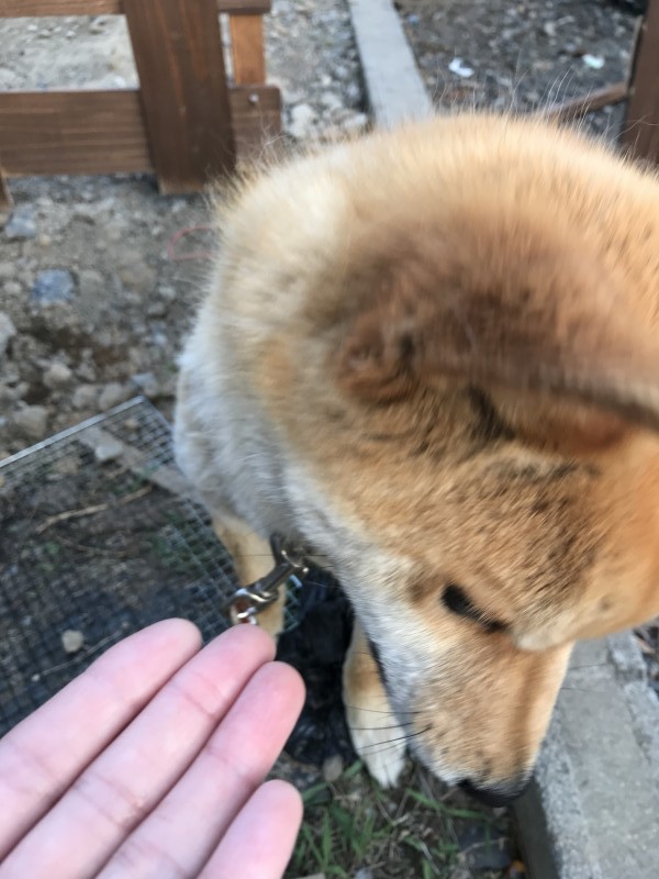 犬とｷﾝｸﾞｱｶﾞﾘｸｽ100