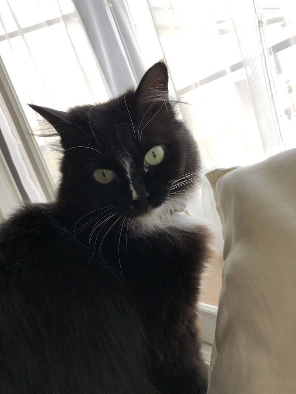 ねこ