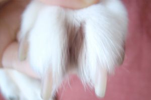 指間炎がきれいに