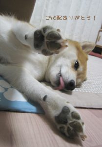 指間炎が良くなった犬