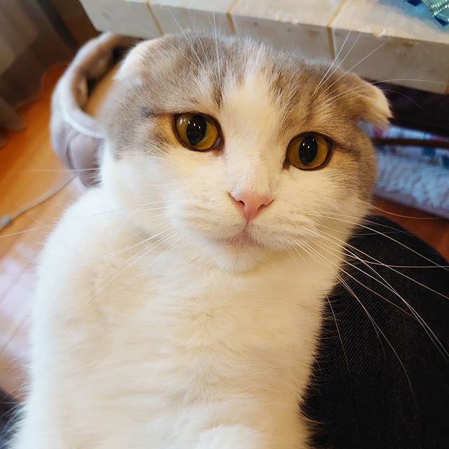 ねこ