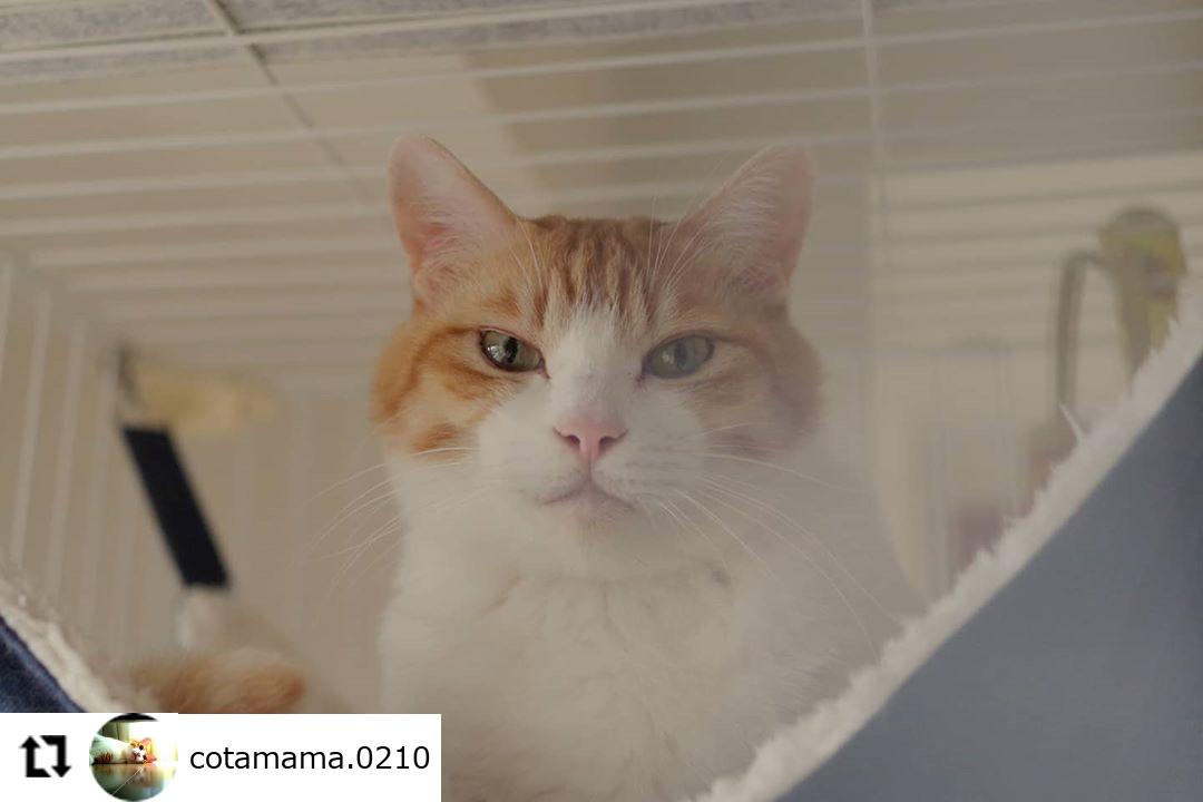 ねこ