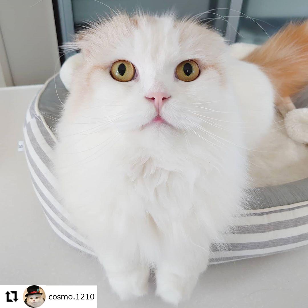 ねこ