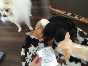 毛並みが良くなった犬