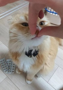 ねこ2