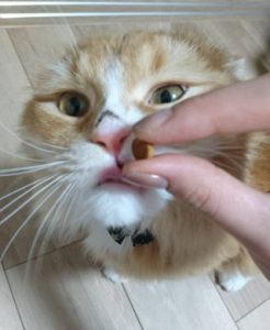 ねこ1