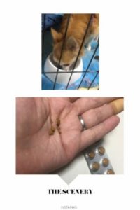 犬とペット用キングアガリクス100