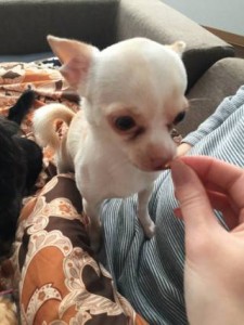 毛にツヤが