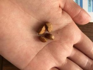 砕いたキングアガリクス