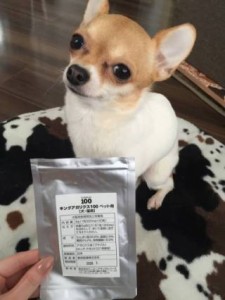 毛並みがフワフワになった犬