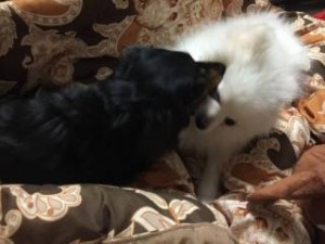 調子が良くなった犬