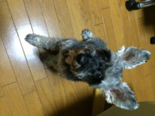 犬の写真２