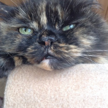 肝臓腫瘍が心配な猫