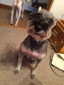 犬の写真