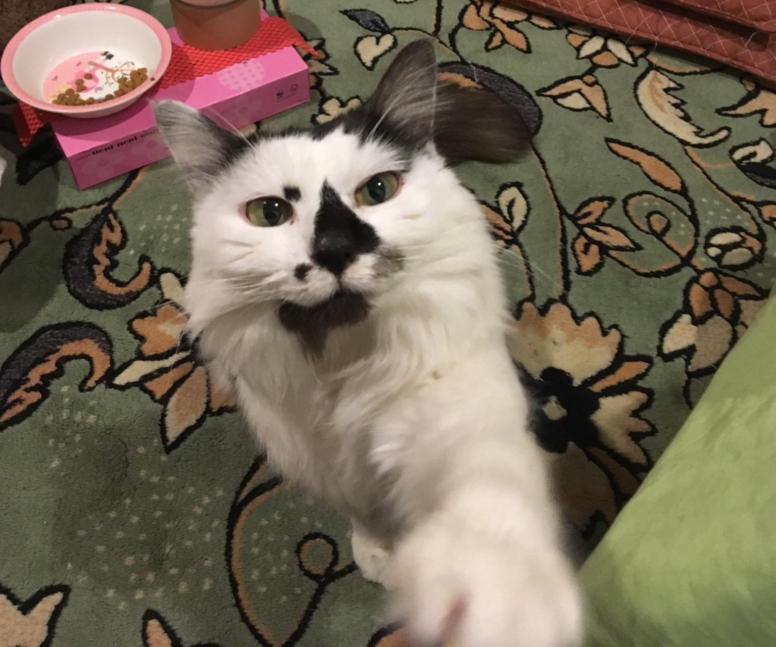 ねこ