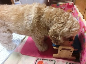 キングアガリクス　犬