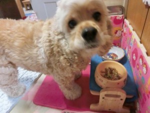 キングアガリクス　犬