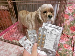 キングアガリクス　犬