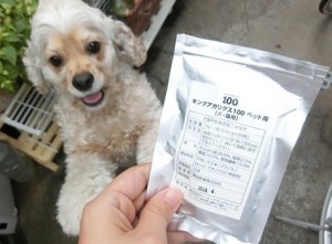 キングアガリクス　犬