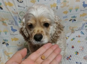 キングアガリクス　犬