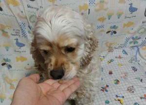 キングアガリクス　犬