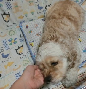 キングアガリクス　犬