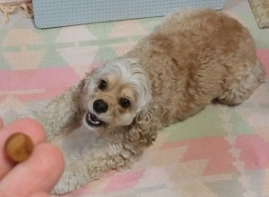 キングアガリクスス　犬