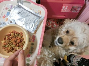 キングアガリクス　犬