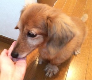 こぐまのママ①