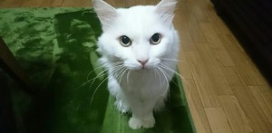 にゃんにゃんち①