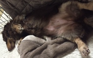 はるかんがる①