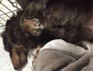 はるかんがる②