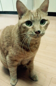 ひー