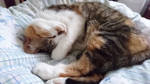 ねこ