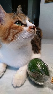 ねこ