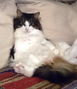 ねこ