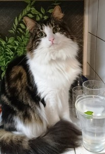 ねこ