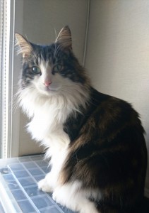 ねこ