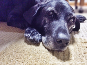 シニア犬