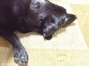 シニア犬　寝ている