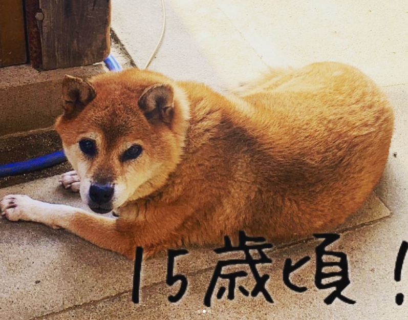 犬