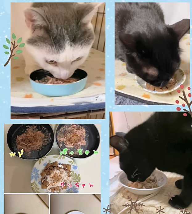 ねこ