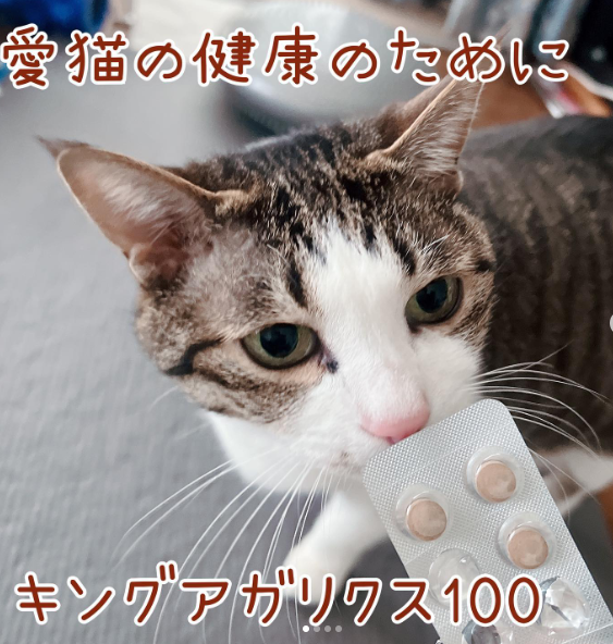 ねこ