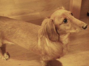 ミニチュアダックス