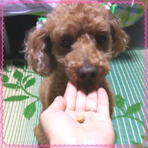 キングアガリクス　犬