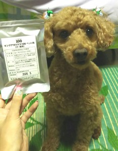 キングアガリクス　犬