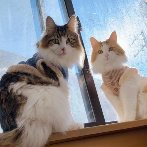 ノルウェージャンフォレストキャット