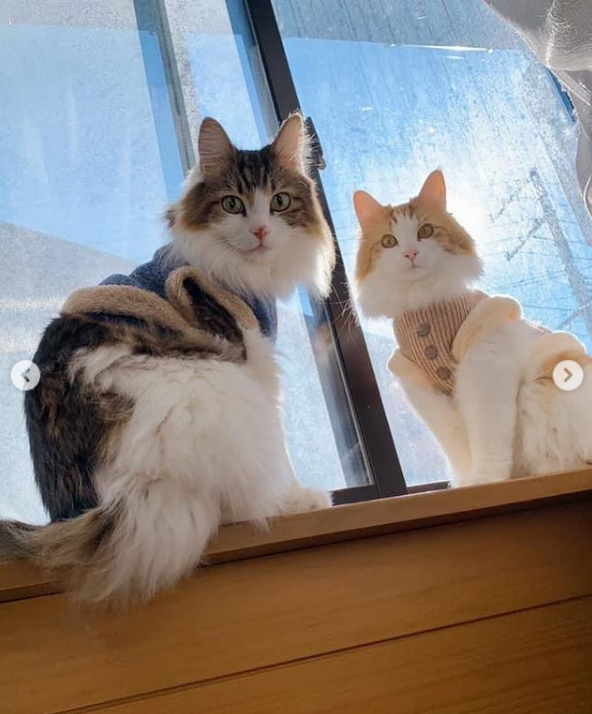 ノルウェージャンフォレストキャット